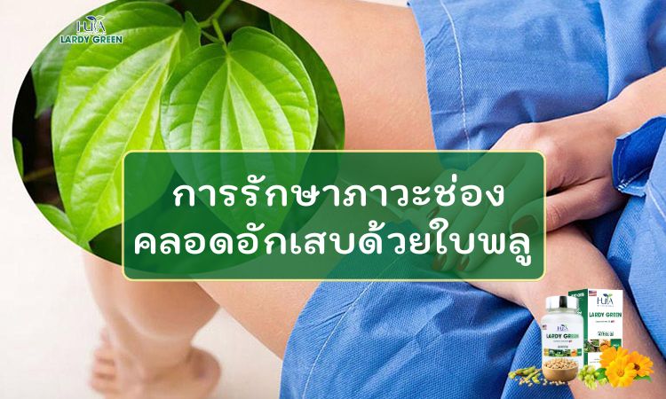 การรักษาภาวะช่องคลอดอักเสบด้วยใบพลู